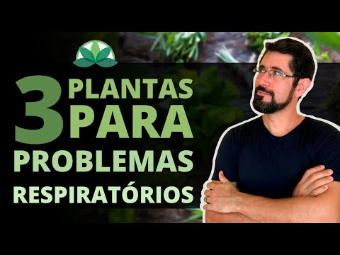 TOP 3 - As plantas preferidas do PULMÃO!