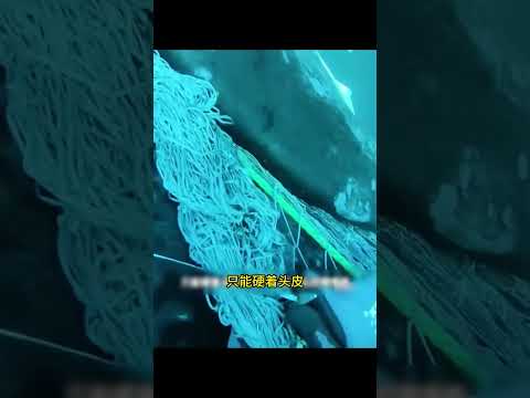 为救被困的妈妈，小座头鲸冒险拦截船只，结局很是暖心 # 奇妙的动物 # 救助动物