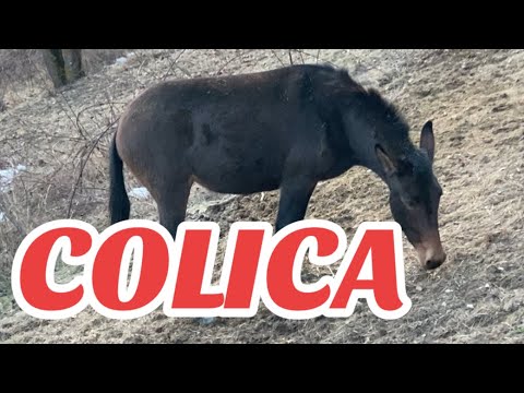 COLIC night of PAIN for QUEEN