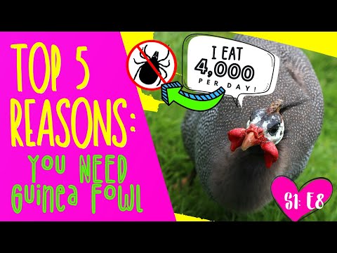 , title : 'TOP 5 REASONS YOU NEED GUINEA FOWL!'