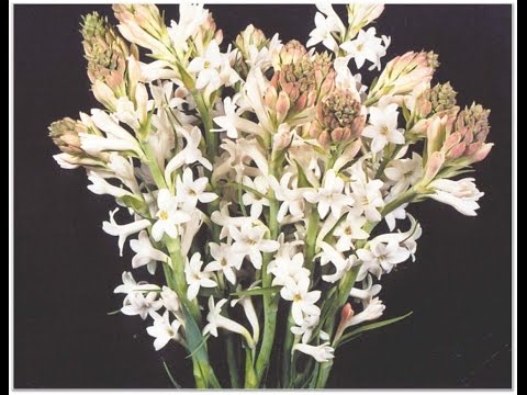 ICAR-IIHR, Tuberose Arka Prajwal - National Impact 