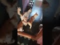 Hungry Cats Meows For Food Shorts Cat Cats
