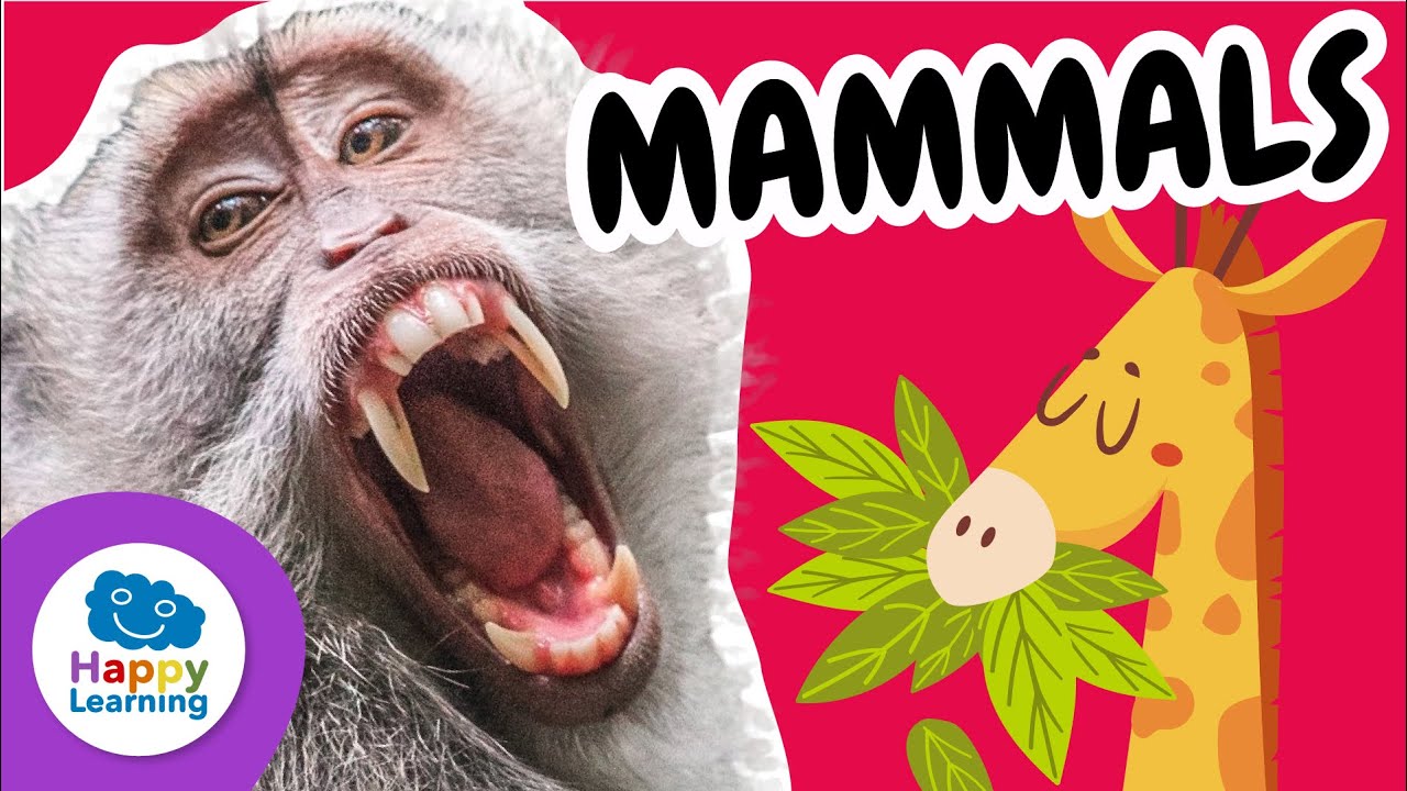 🔴 LIVE: MAMMALS 🐾 | Characteristics, Types & Fun Facts | Educational Video for Kids @HappyLearningEN