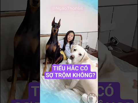 Hình ảnh 2 Con chó nhà tôi khi hay tin có trộm đột nhập? 🤣 #shorts #xuhướng #viralshorts  #pets