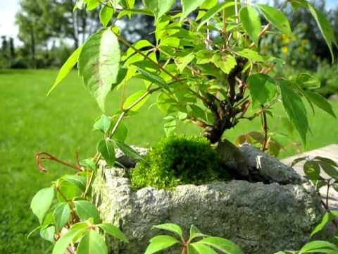 Bonsai Goldglöckchen und wilder Wein