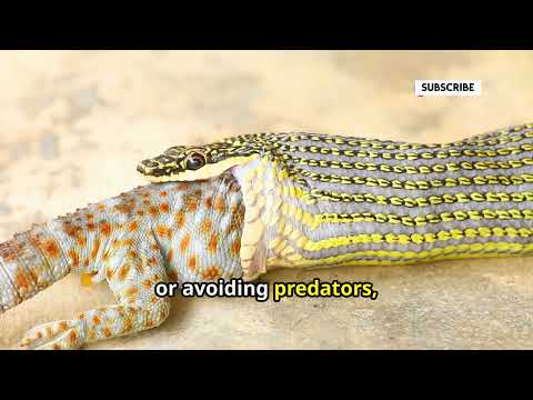 The Ultimate Guide to Venomous Snakes: Expert Insights and Astonishing Facts Revealed 🐍🤯🔥