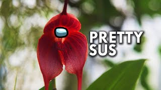 Orchids |These Flowers Are Pretty Sus