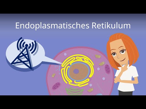 Endoplasmatisches Retikulum - Aufbau und Funktion