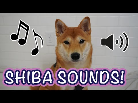 Shiba Sounds! | The Sounds of the Shiba Inu #ShibaInu