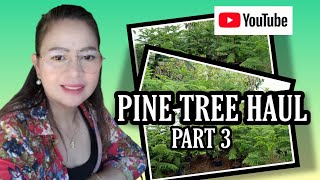 PINE TREE HAUL IN TAGAYTAY CITY | PLANT HAUL | MURANG PINE TREE #32