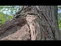 Knots of the Tree Full of Carpenter Ants in South Bound Brook, NJ