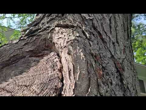 Knots of the Tree Full of Carpenter Ants in South Bound Brook, NJ