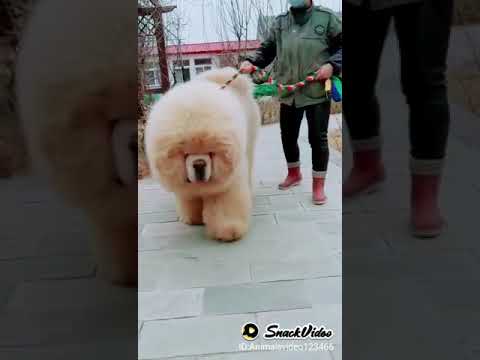 World biggest chow chow fluffy dog trend on tiktok viral goes latest one has tak Chow chow