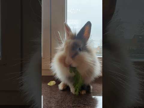 , title : 'Parsley Is Always A Good Idea 🌿 #shrots #bunny  #rabbit #animals #pets #funnyvideos #asmr #fyp'