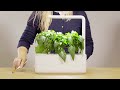 Click &amp; Grow sėklos išmaniajam vazonui - Čili pipirai, 3vnt.