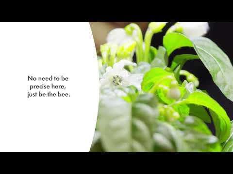 Click and Grow SMART HOME 3 vnt. papildymas - paprikos sėklos, geltonos video