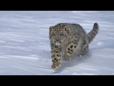 Una app per salvare il leopardo delle nevi, raro felino a rischio