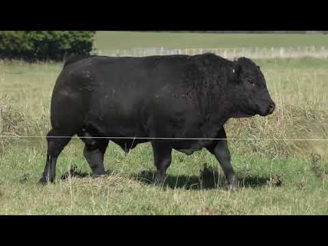 Lot 22 DANDALEITH MCHARDY 041