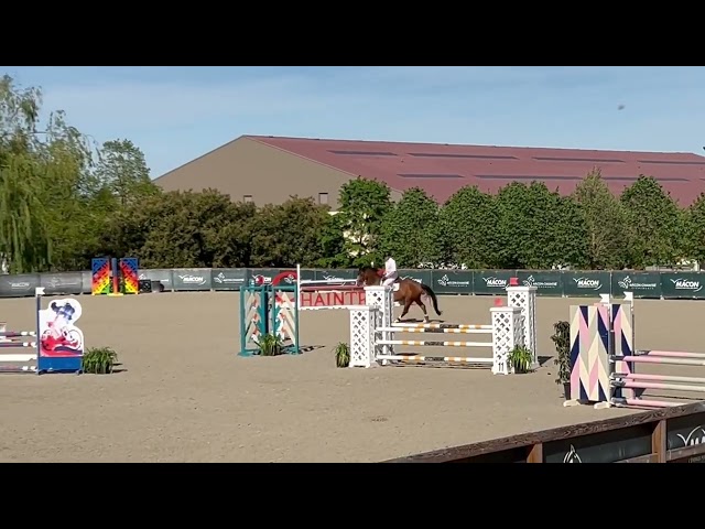 Caballo castrado Silla Franc&eacute;s En venta 2014 Bayo por QUITE EASY