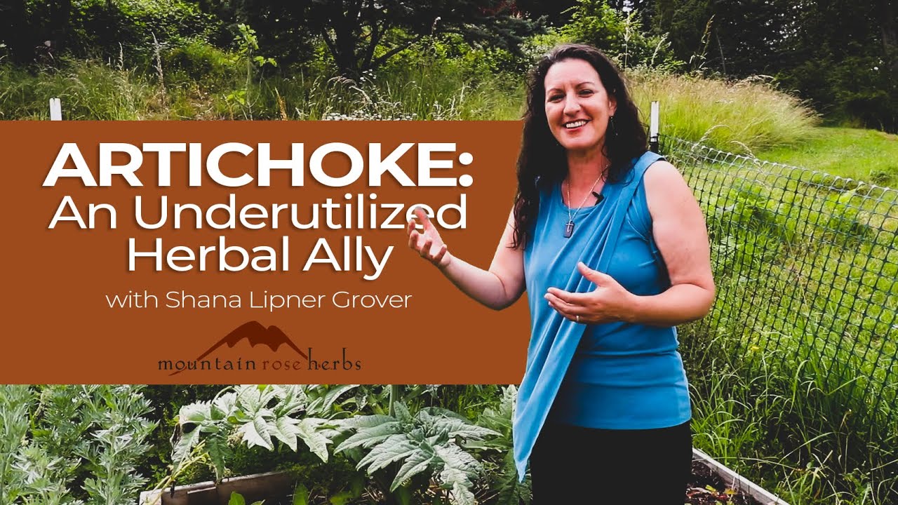 Artichoke: An Underutilized Herbal Ally | Featuring Shana Lipner Grover