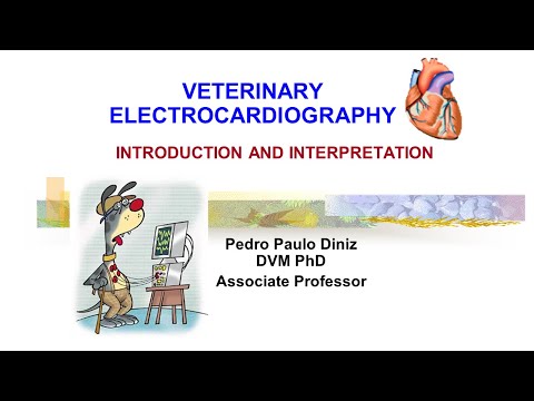 Intro to ECGs in veterinary medicine by Dr. Diniz