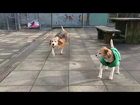 Ashira the Retriever (2020.02.11)