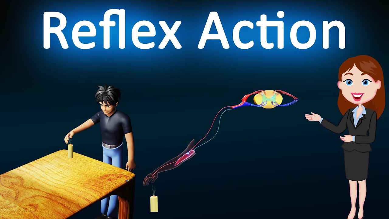Reflex Action || Control and Coordination || 3D animated explanation || 10 class || Science ||