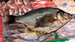 Awalnya Ikan Ini Akan Digoreng, Melihat Perutnya Buncit si Pemilik Membelahnya, Lihat yang Terjadi