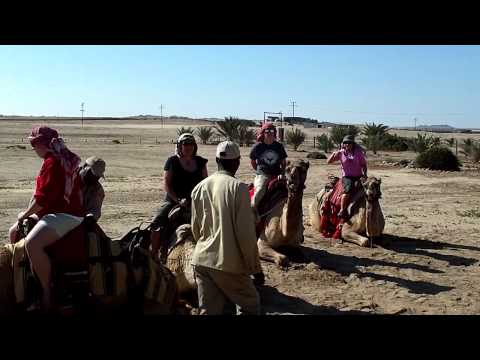 Camel ride--camels getting up