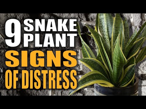 9 Snake Plants Signs Your Houseplant Is Giving You - Sansevieria Houseplant Care
