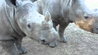 You would never guess this is what a rhino sounds like..
