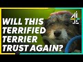 This Nervous Terrier Needs a New HOME | The Dog House