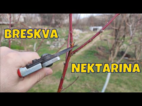 Rezidba breskve i nektarine za početnike