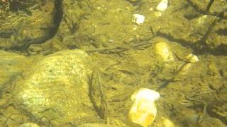 Baby NorCal Trout Growing for Future Tenkara Action