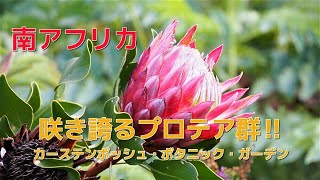 【南アフリカ】プロテアが咲き誇る　＠カーステンボッシュ・ボタニック庭園