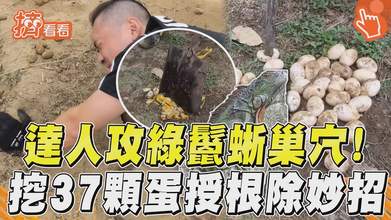 影音/綠鬣蜥蛋汁狂噴!獵龍達人攻巢穴挖37顆蛋 精準「斬卵除龍」