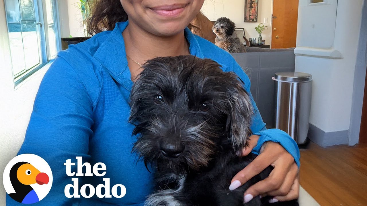 Dog Rescued From LA Fires Conquers His Biggest Fear | The Dodo