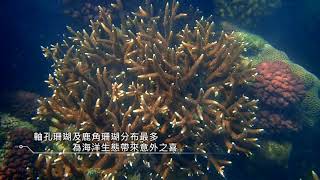 [問卦] 藻礁跟珊瑚全死光會怎樣嗎？