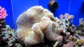 preview picture of video 'Stephen Birch Aquarium Museum UCSD'