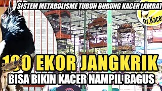 Download lagu AMPUH !! 100 EKOR JANGKRIK SEBELUM LOMBA | SISTEM METABOLISME TUBUH KACER | DR KACER mp3 Download lagu AMPUH !! 100 EKOR JANGKRIK SEBELUM LOMBA | SISTEM METABOLISME TUBUH KACER | DR KACER mp3