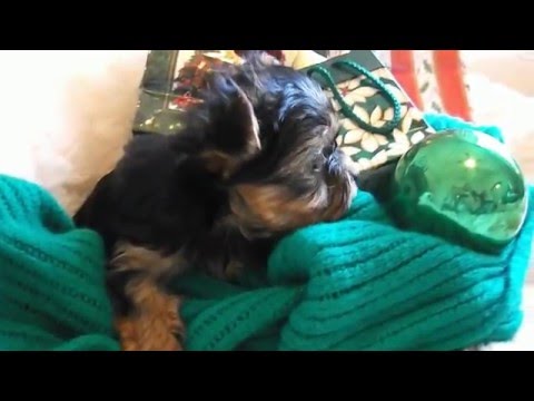 Christmas Photo Shoot with Trinity, Neo, Charlie and the Rat Pack