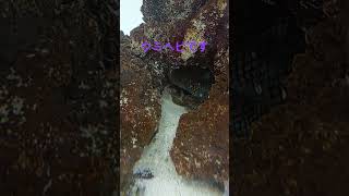 ウミヘビです