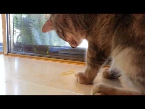 Dexter vs. the Spaghetti