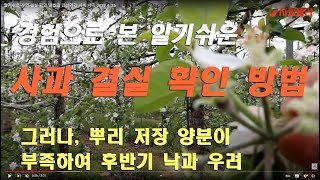 사과 결실 여부 확인 방법  2022.4 .25