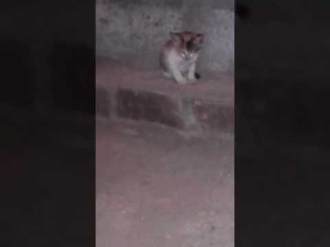 නැලවිලි කවියට නිදිකිරා වැටෙන පූස් පැටියෙක්...