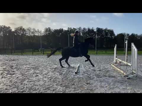 cheval hongrois 4 ans 