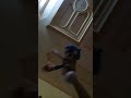 Sonic VS Boy Sonic