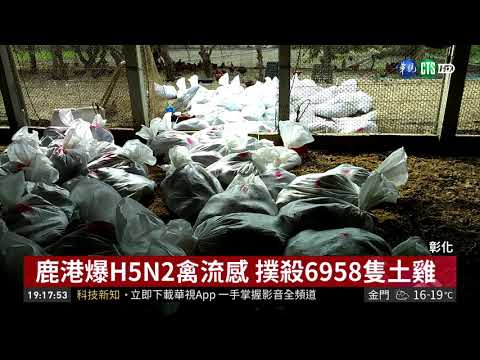 鹿港爆H5N2禽流感 撲殺6958隻土雞