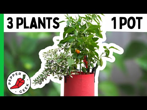 Planting Multiple Peppers in 1 Pot - Pepper Geek