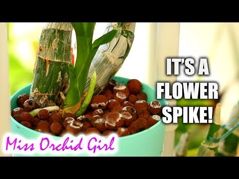 Catasetum Orchids update - Early flower spike!